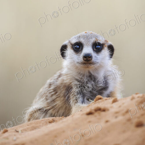 3-Month Old Meerkat, Suricata suricatta, a pup peering over a mound.
