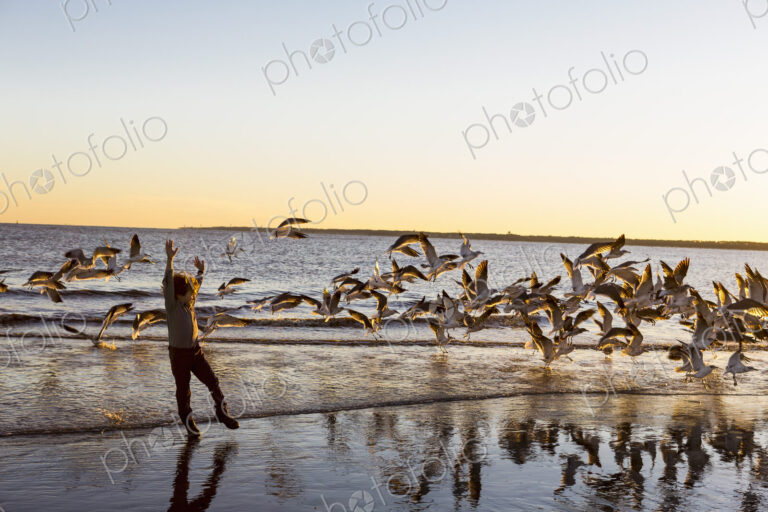 6 year old boy and seagulls, St. Simon's Island, Georgia