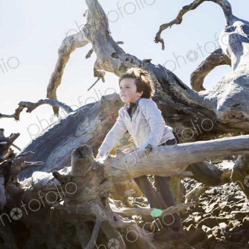 6 year old boy climbing on massive trees lying in ocean water, Driftwood Beach, Jekyll…