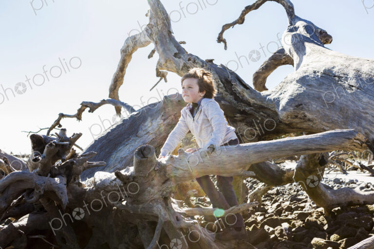 6 year old boy climbing on massive trees lying in ocean water, Driftwood Beach, Jekyll…