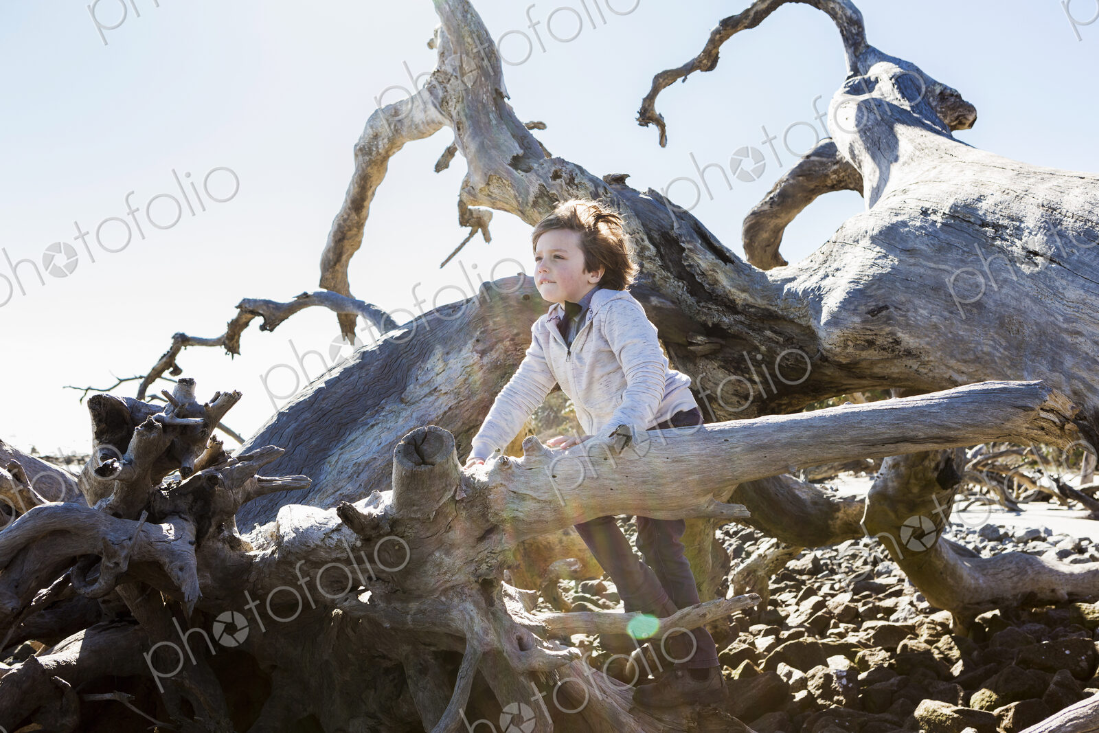 6 year old boy climbing on massive trees lying in ocean water, Driftwood Beach, Jekyll…