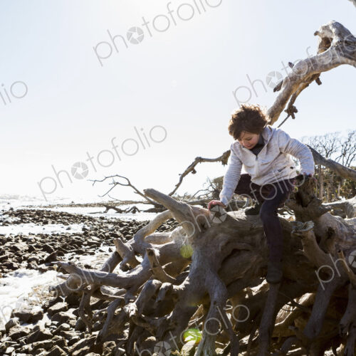 6 year old boy climbing on massive trees lying in ocean water, Driftwood Beach, Jekyll…