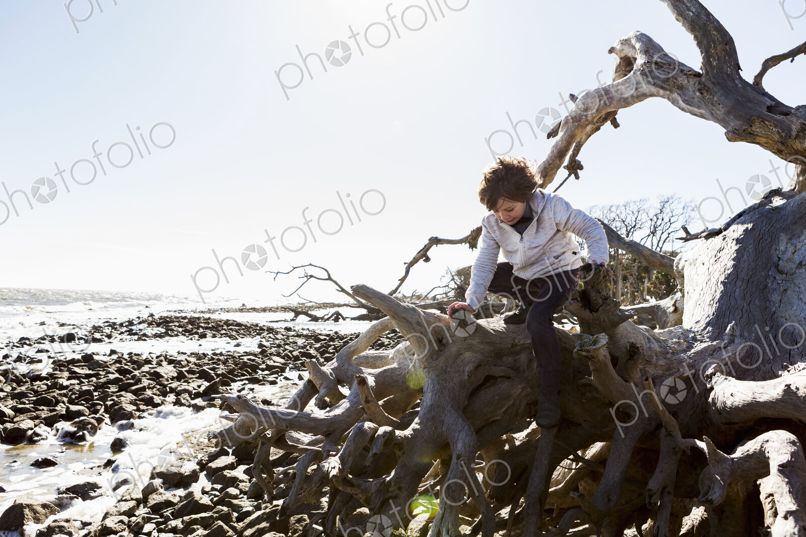 6 year old boy climbing on massive trees lying in ocean water, Driftwood Beach, Jekyll…