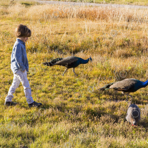 6 year old boy walking with peacocks in a field at sunrise