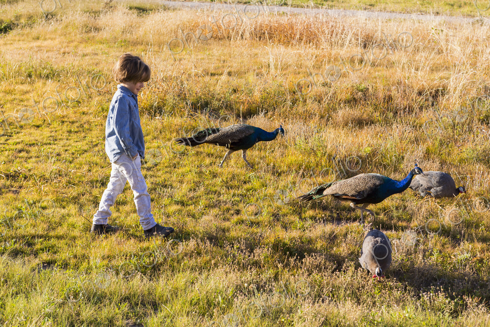 6 year old boy walking with peacocks in a field at sunrise