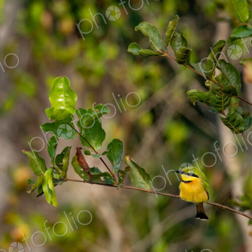 A Bee Eater, Merops pusillus, sitting on a branch.