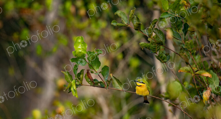 A Bee Eater, Merops pusillus, sitting on a branch.