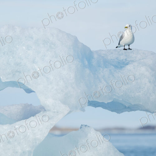 A Black-legged Kittiwake, Rissa tridactyla, perched on an iceberg. A Black-legged Kittiwake, Rissa tridactyla, perched on an iceberg.