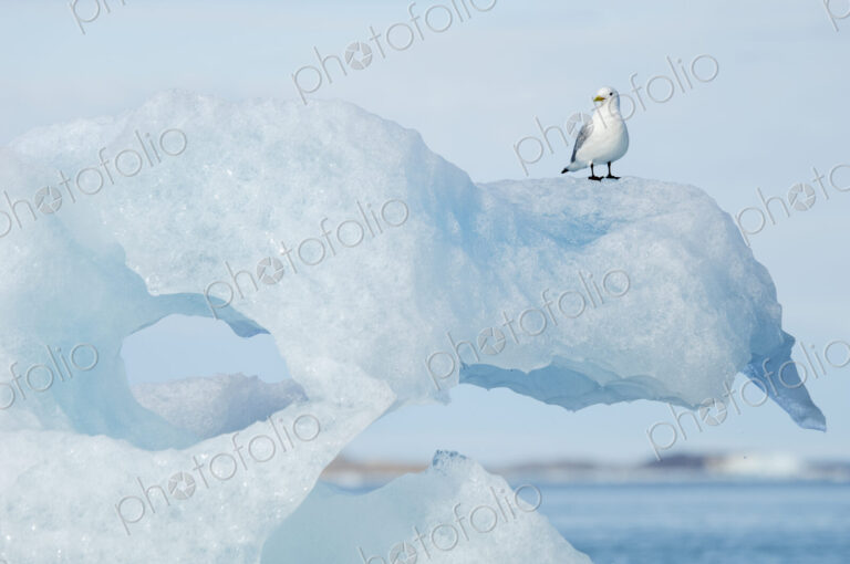 A Black-legged Kittiwake, Rissa tridactyla, perched on an iceberg.
