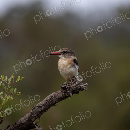 A Brown-hooded kingfisher, Halcyon albiventris, perched on a branch. A Brown-hooded kingfisher, Halcyon albiventris, perched on a branch.