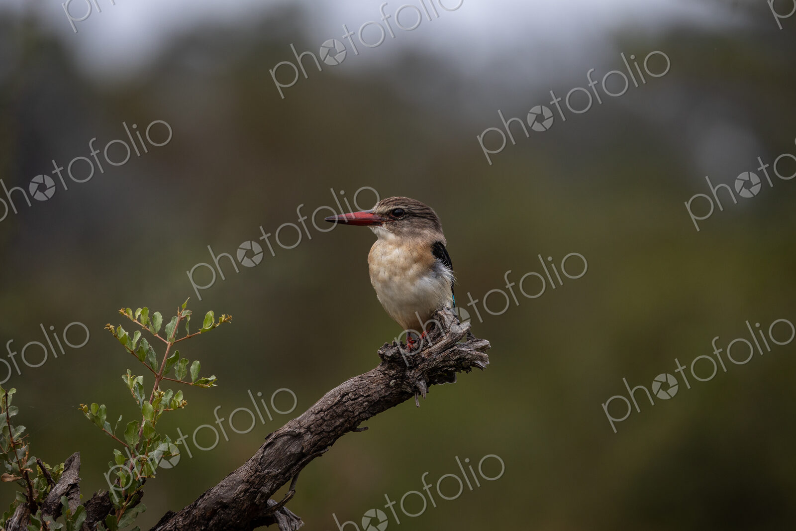 A Brown-hooded kingfisher, Halcyon albiventris, perched on a branch.
