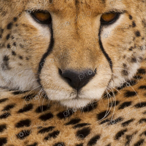 A Cheetah, Acinonyx jubatus, a close up of the face and spotted fur markings. A Cheetah, Acinonyx jubatus, a close up of the face and spotted fur markings.