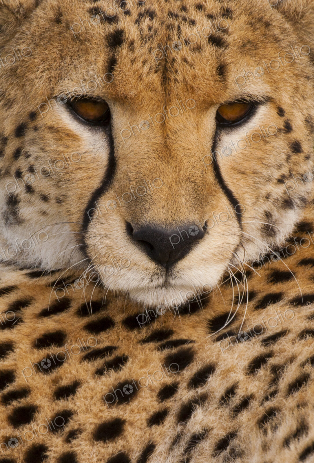 A Cheetah, Acinonyx jubatus, a close up of the face and spotted fur markings.