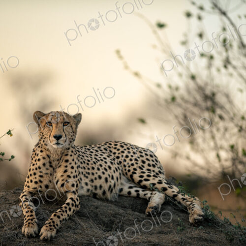 A Cheetah lying on a mound at sunset, Acinonyx jubatus. A Cheetah lying on a mound at sunset, Acinonyx jubatus.