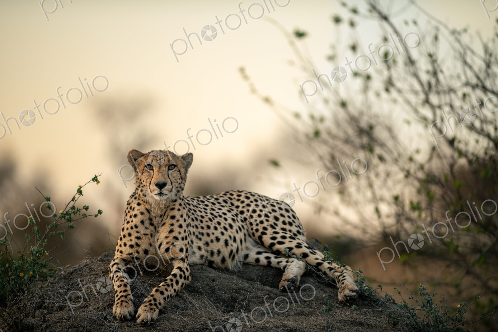 A Cheetah lying on a mound at sunset, Acinonyx jubatus.