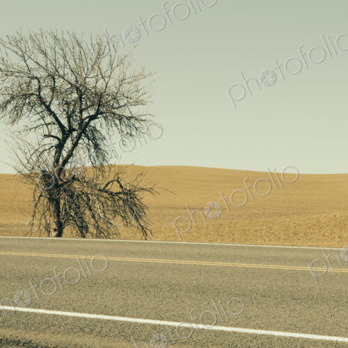 A Cottonwood tree at the roadside in a landscape of ploughed fields and farmland near…