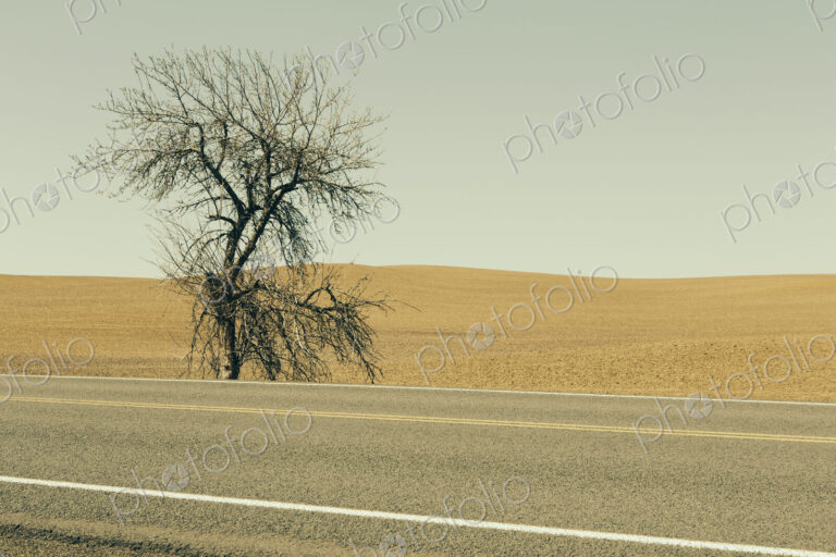 A Cottonwood tree at the roadside in a landscape of ploughed fields and farmland near…