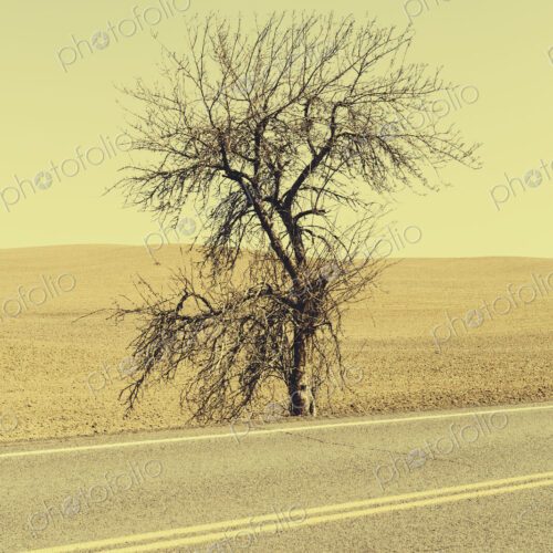 A Cottonwood tree at the roadside in a landscape of ploughed fields near Pullman in…