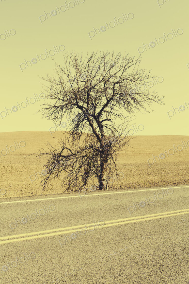 A Cottonwood tree at the roadside in a landscape of ploughed fields near Pullman in…