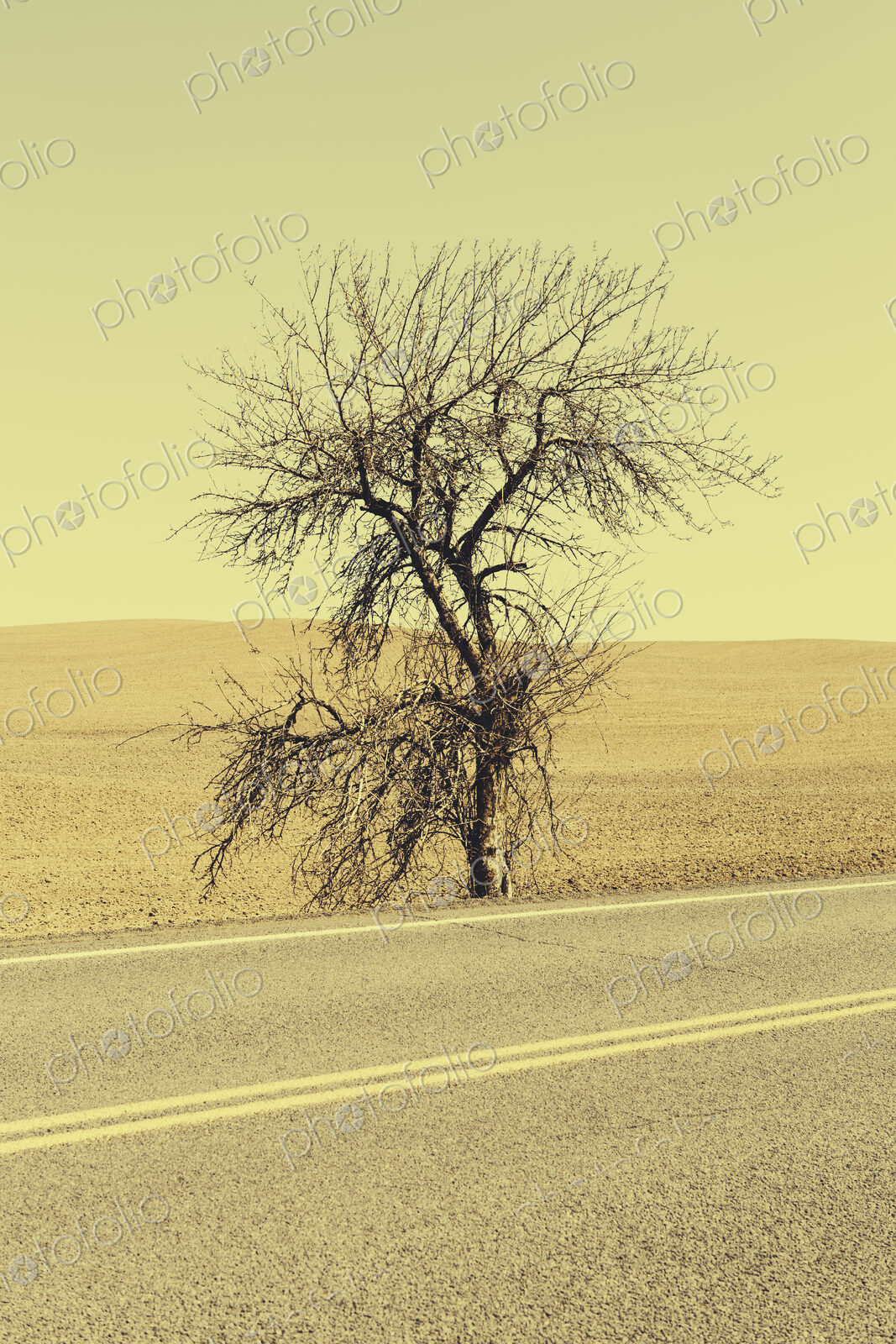 A Cottonwood tree at the roadside in a landscape of ploughed fields near Pullman in…