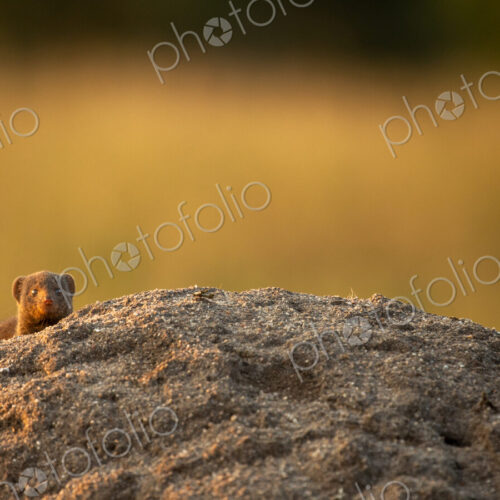A Dwarf mongoose, Helogale parvula, emerging from a termite mound. A Dwarf mongoose, Helogale parvula, emerging from a termite mound.