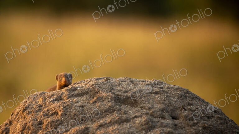 A Dwarf mongoose, Helogale parvula, emerging from a termite mound.