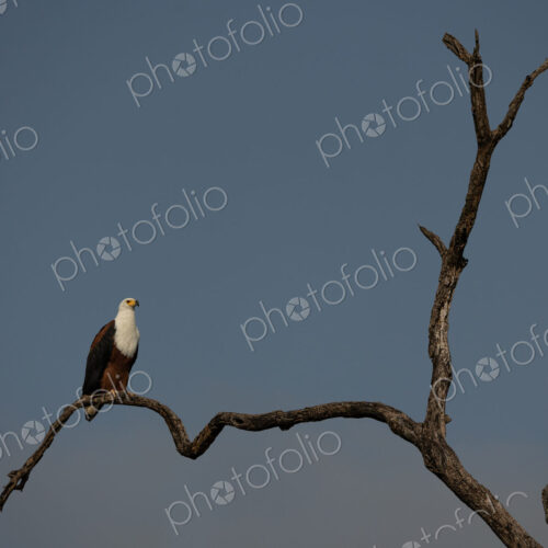 A Fish Eagle, Haliaeetus vocifer, perched on a dead tree. A Fish Eagle, Haliaeetus vocifer, perched on a dead tree.