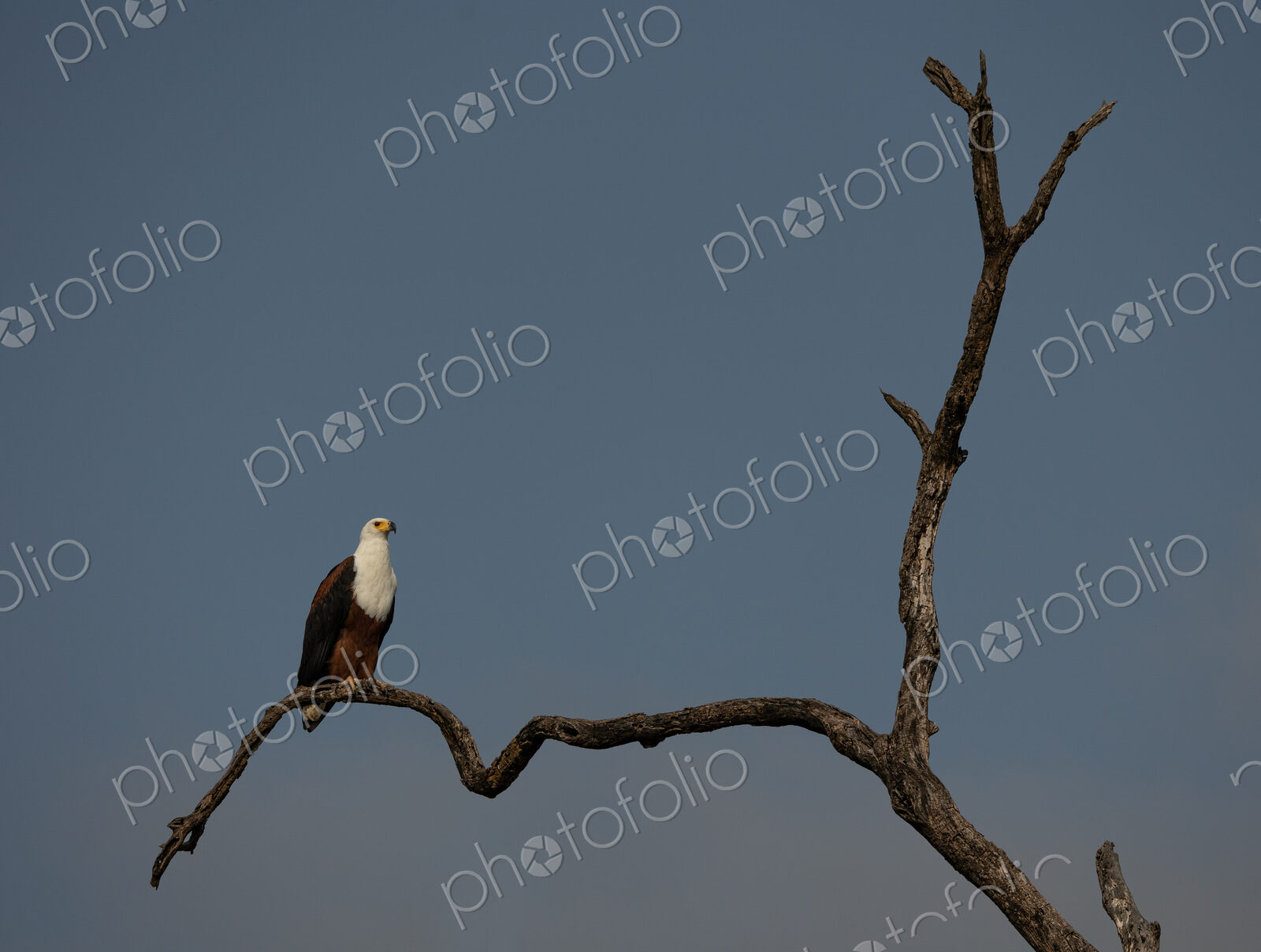 A Fish Eagle, Haliaeetus vocifer, perched on a dead tree.