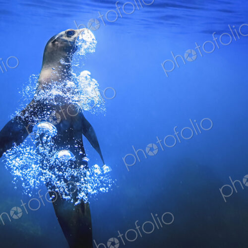 A Galápagos Seal underwater, rising upwards, blowing a trail of air bubbles. A Galápagos Seal underwater, rising upwards, blowing a trail of air bubbles.