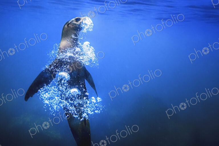A Galápagos Seal underwater, rising upwards, blowing a trail of air bubbles.