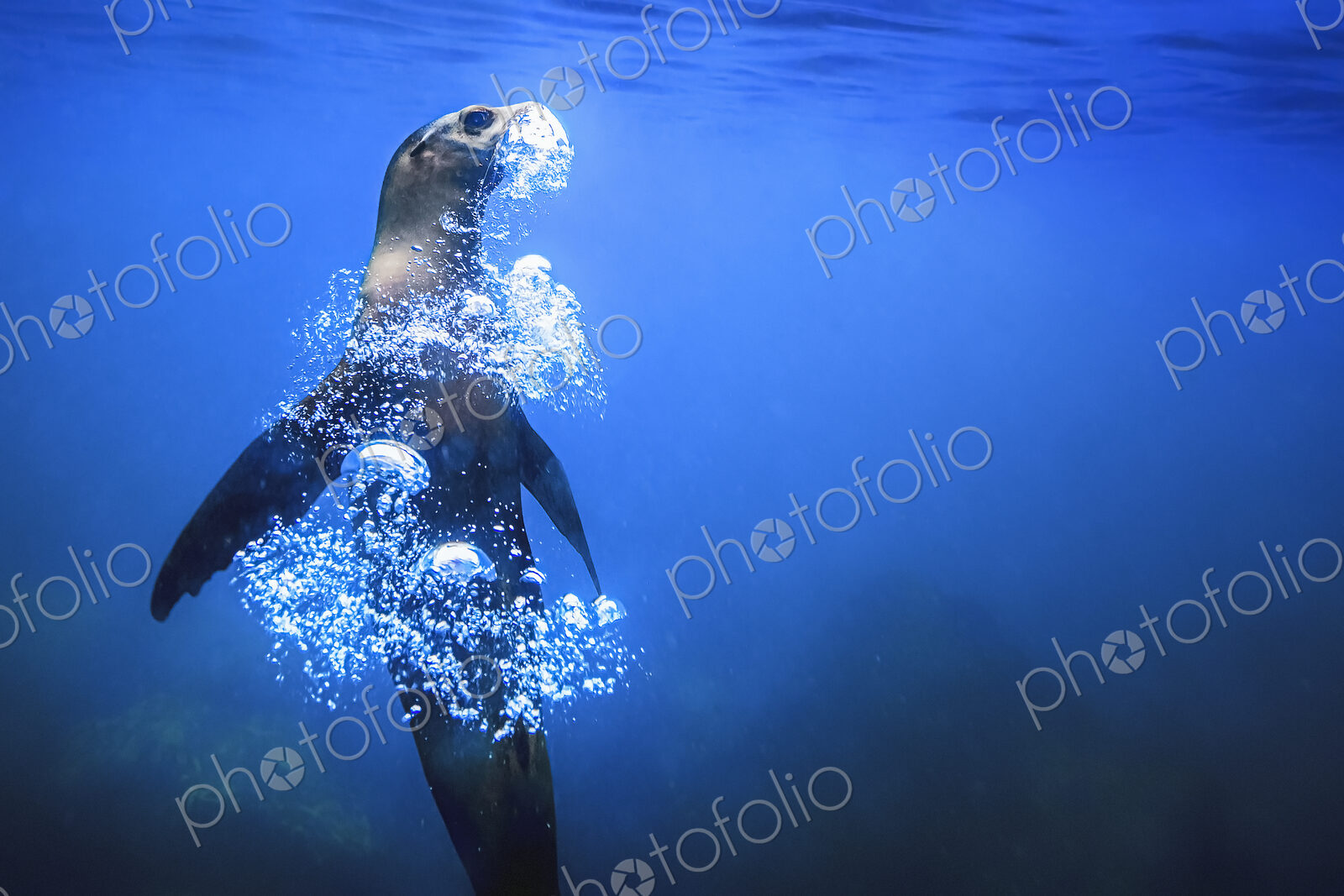 A Galápagos Seal underwater, rising upwards, blowing a trail of air bubbles.