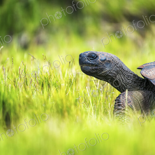 A Galapagos Tortoise walking through grass, side view of the head and part of the shell. A Galapagos Tortoise walking through grass, side view of the head and part of the shell.