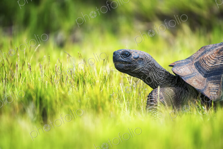 A Galapagos Tortoise walking through grass, side view of the head and part of the shell.