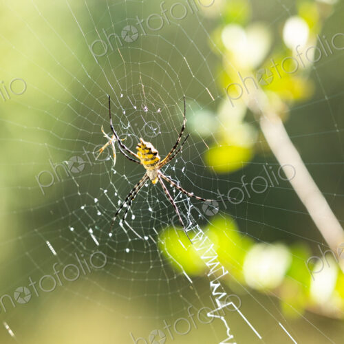A Garden Orb, Araneidae, on its web.