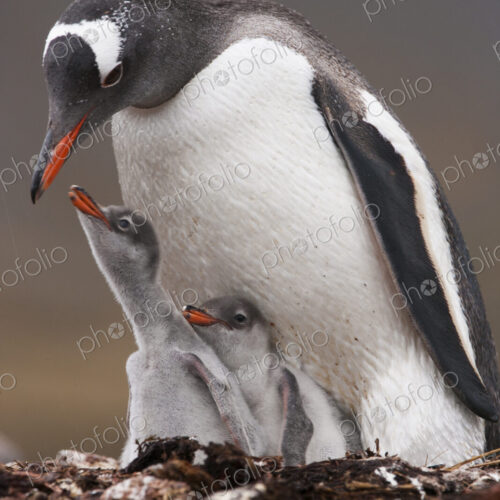 A Gentoo penguin and two chicks on South Georgia Island. A Gentoo penguin and two chicks on South Georgia Island.