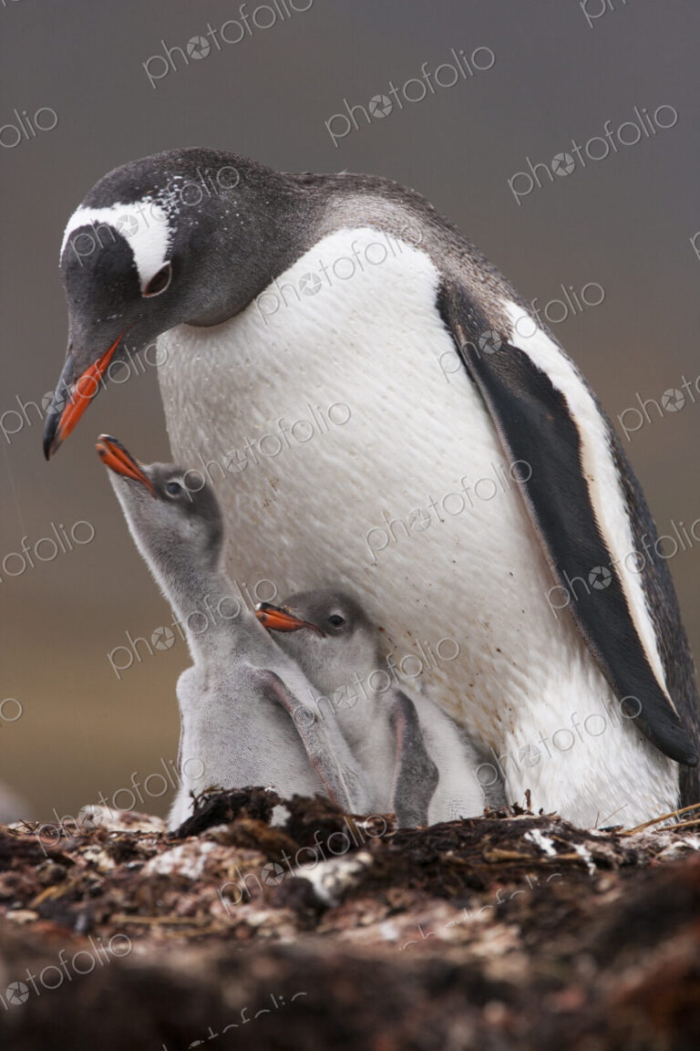 A Gentoo penguin and two chicks on South Georgia Island.
