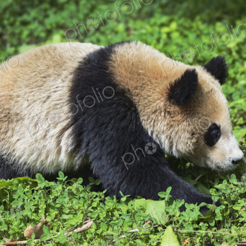 A Giant Panda, Ailuropoda Melanoleuca, foraging on the ground for leaves to eat. A Giant Panda, Ailuropoda Melanoleuca, foraging on the ground for leaves to eat.