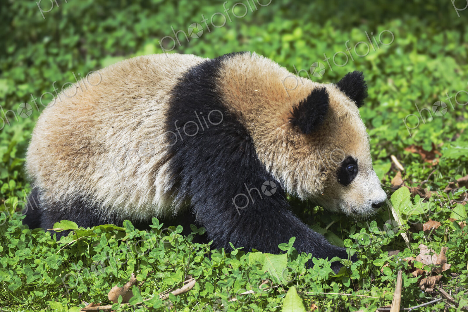 A Giant Panda, Ailuropoda Melanoleuca, foraging on the ground for leaves to eat.