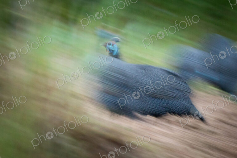 A Helmeted guineafowl, Numida meleagris, running, blurred motion