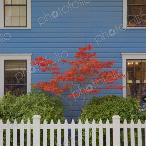 A Japanese Maple tree with red leaves against a blue house wall. A Japanese Maple tree with red leaves against a blue house wall.