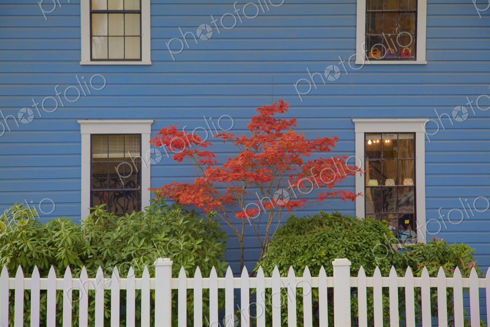 A Japanese Maple tree with red leaves against a blue house wall.