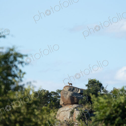 A Klipspringer, Oreotragus oreotragus, standing on a rock. A Klipspringer, Oreotragus oreotragus, standing on a rock.