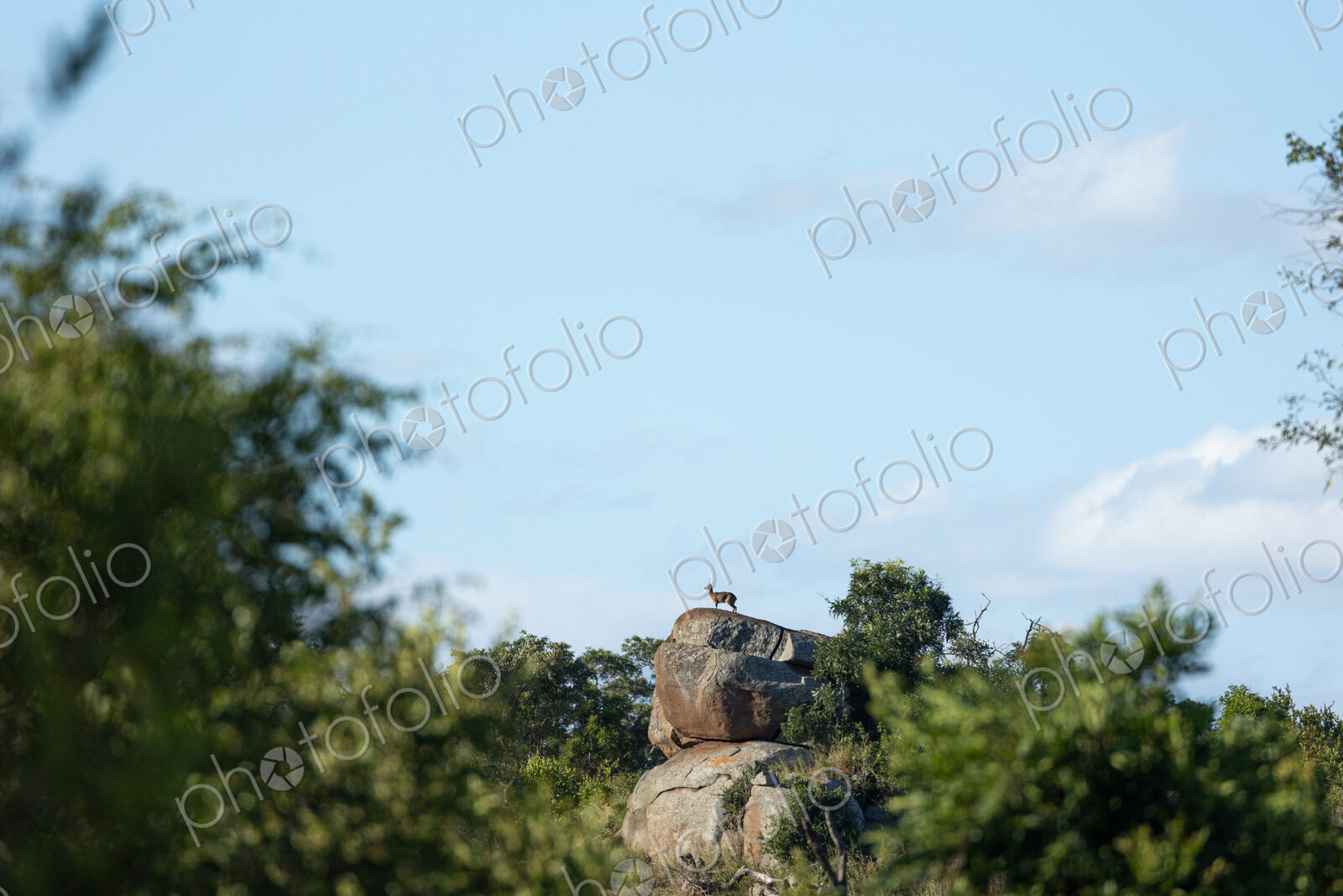A Klipspringer, Oreotragus oreotragus, standing on a rock.