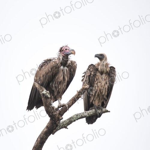 A Lappet-faced Vulture, Torgos tracheliotos, and a White-backed Vulture, Gyps…