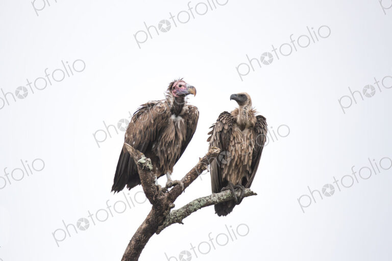 A Lappet-faced Vulture, Torgos tracheliotos, and a White-backed Vulture, Gyps…