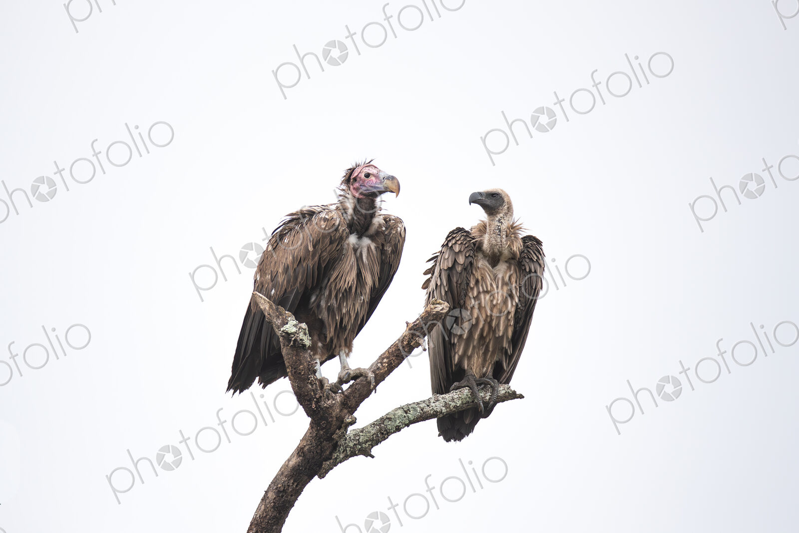 A Lappet-faced Vulture, Torgos tracheliotos, and a White-backed Vulture, Gyps…