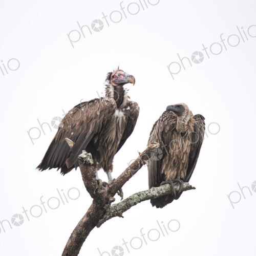 A Lappet-faced Vulture, Torgos tracheliotos, and a White-backed Vulture, Gyps…