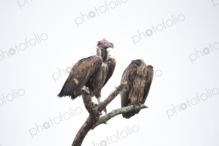 A Lappet-faced Vulture, Torgos tracheliotos, and a White-backed Vulture, Gyps…