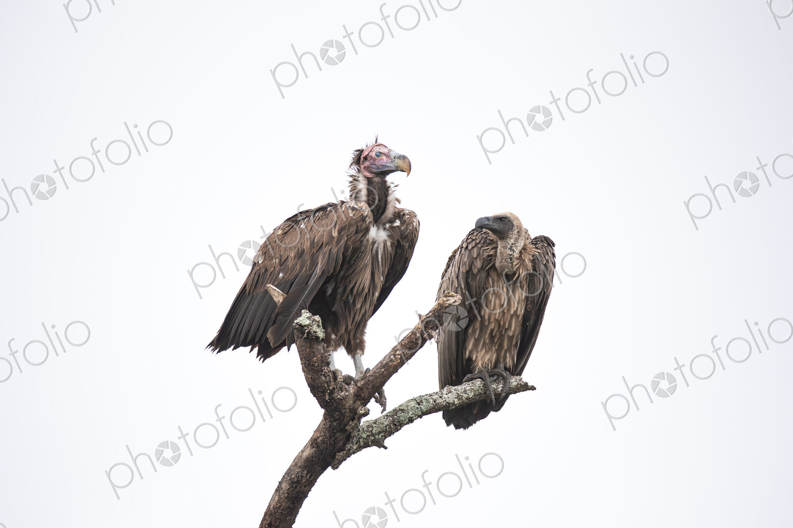 A Lappet-faced Vulture, Torgos tracheliotos, and a White-backed Vulture, Gyps…