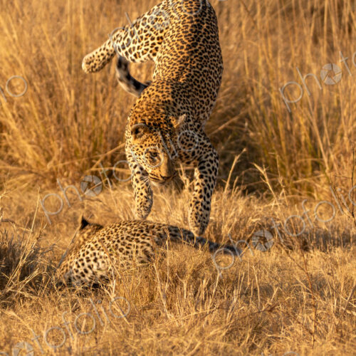 A Leopard, Panthera pardus, playing with her cubs.